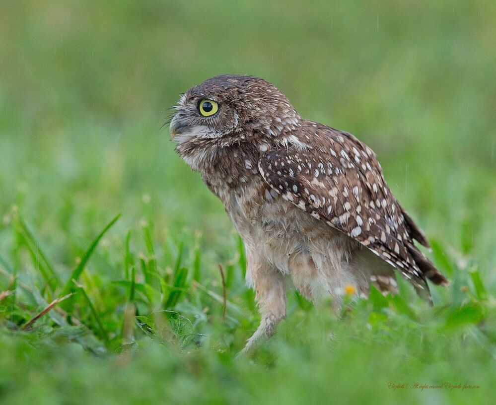 Cычики - Burrowing Owls