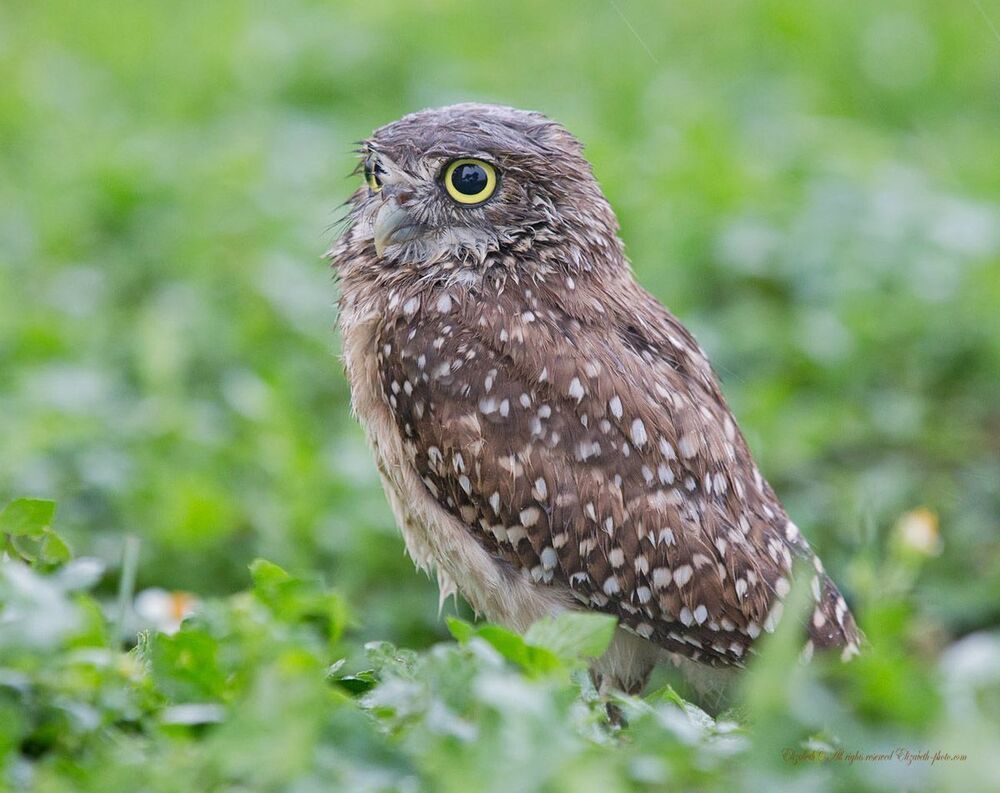 Cычики - Burrowing Owls