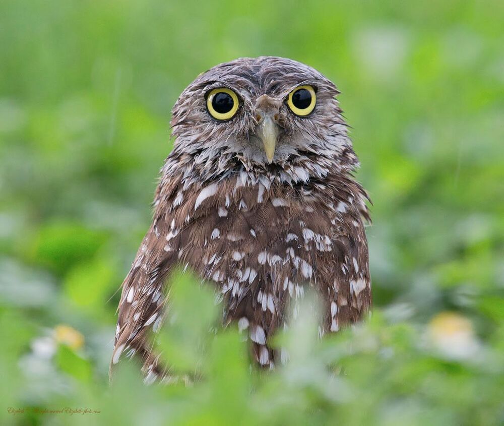 Cычики - Burrowing Owls