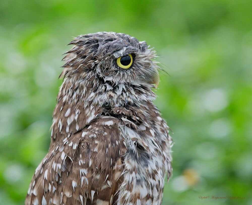 Cычики - Burrowing Owls