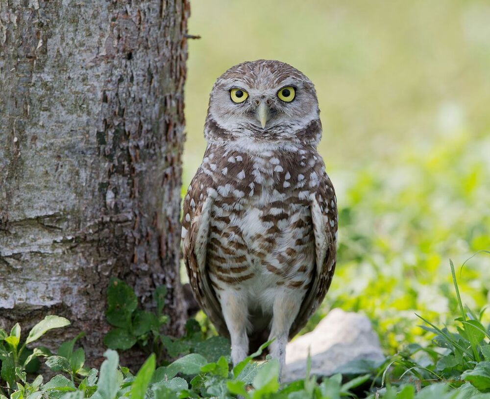 Cычики - Burrowing Owls