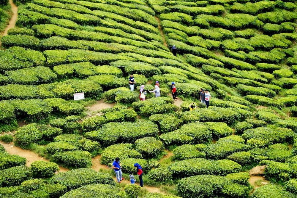 Tea plantations Cameron Highlands, Malaysia