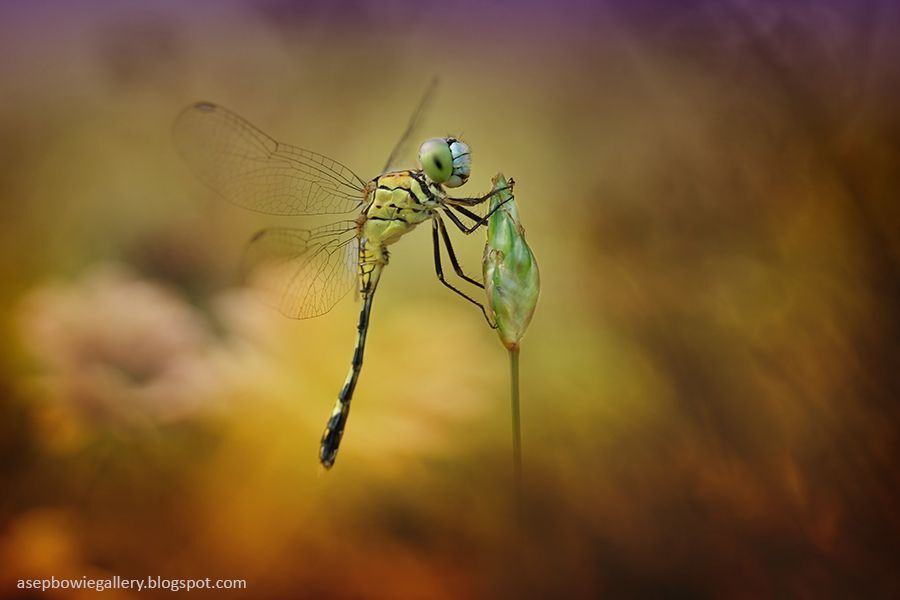 Just dragonfly