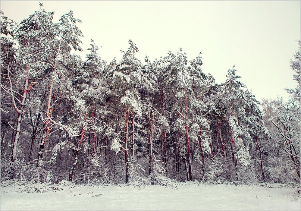 ПЕРВЫЙ СНЕГ