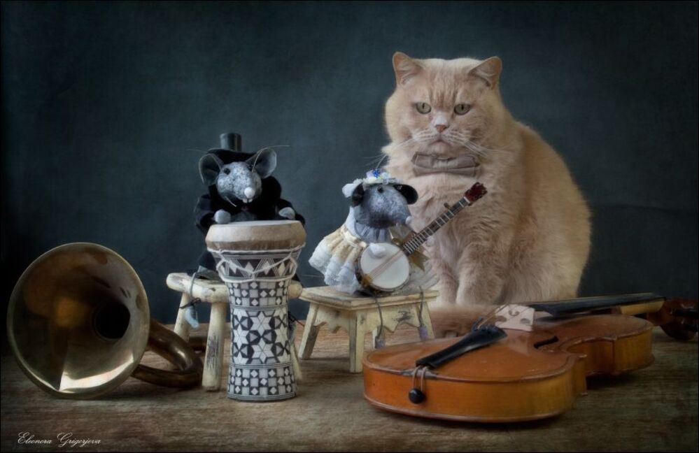 Уно-уно-уно-ун моменто. В главной роли Кот. Британский короткошерстный. По имени  Гальяно.