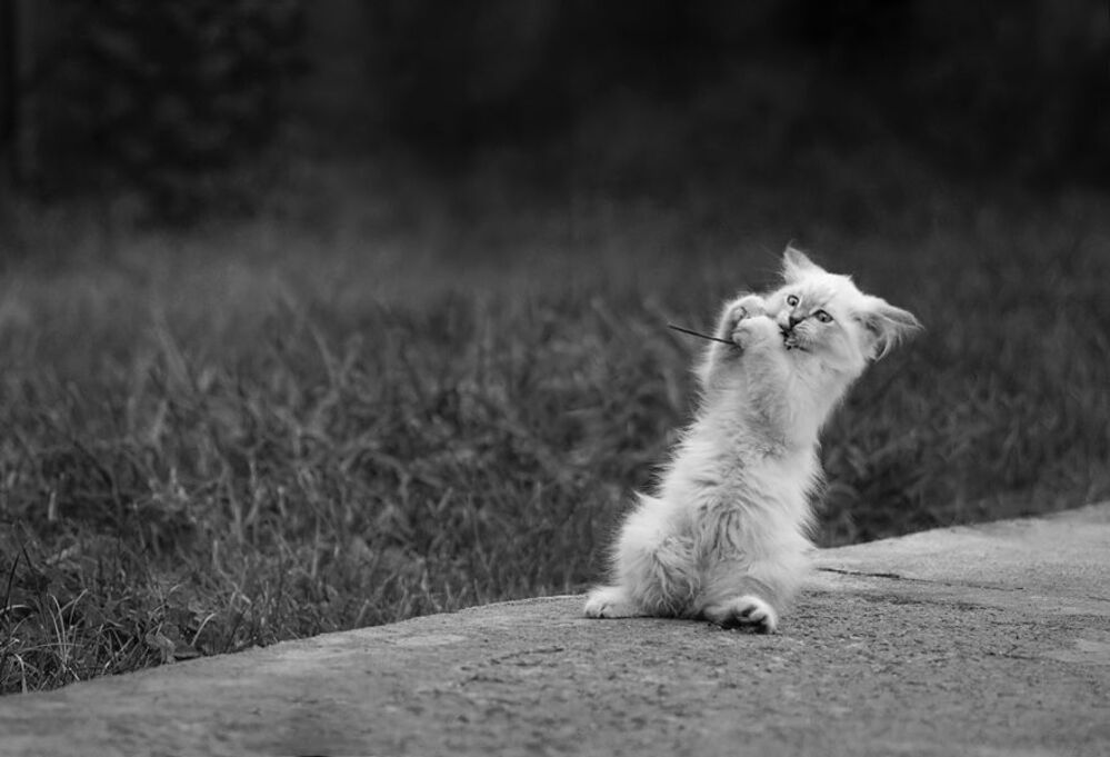 Про белую кошку