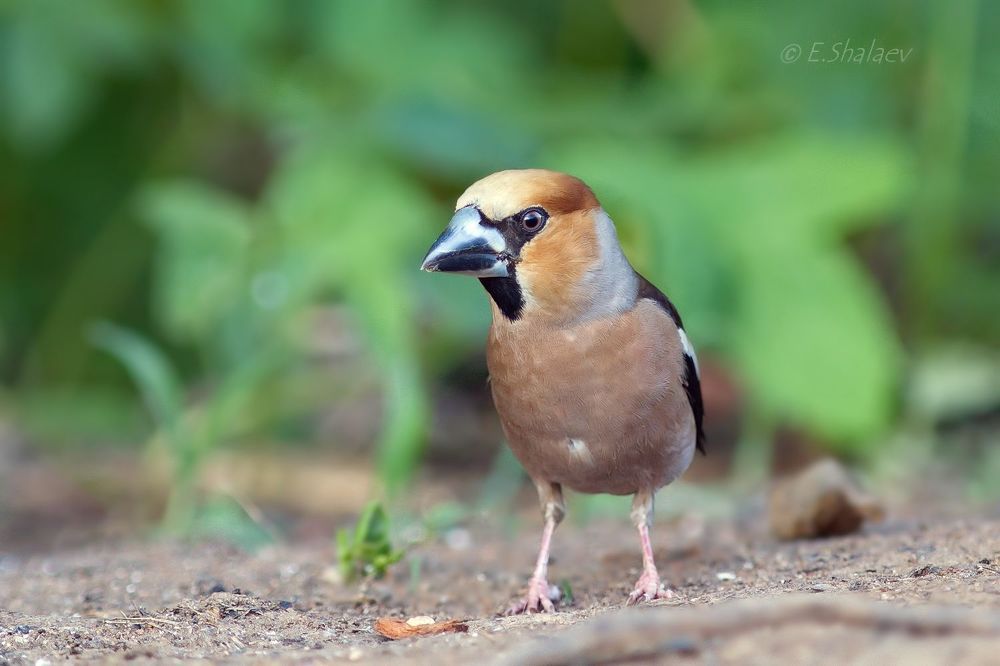 Hawfinch ,Обыкновенный дубонос - Coccothraustes coccothraustes