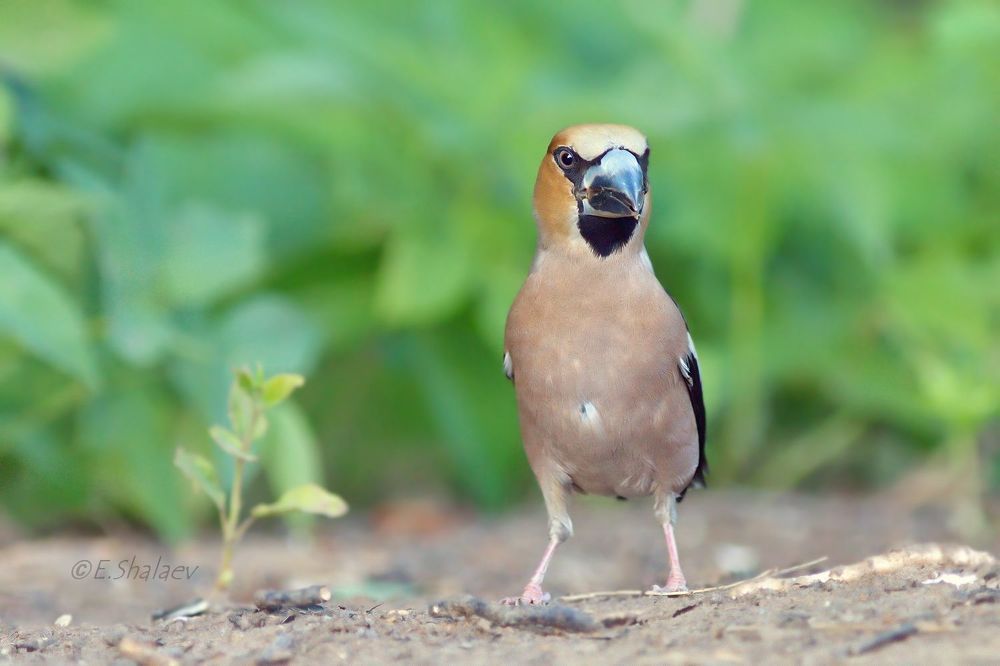 Hawfinch ,Обыкновенный дубонос - Coccothraustes coccothraustes