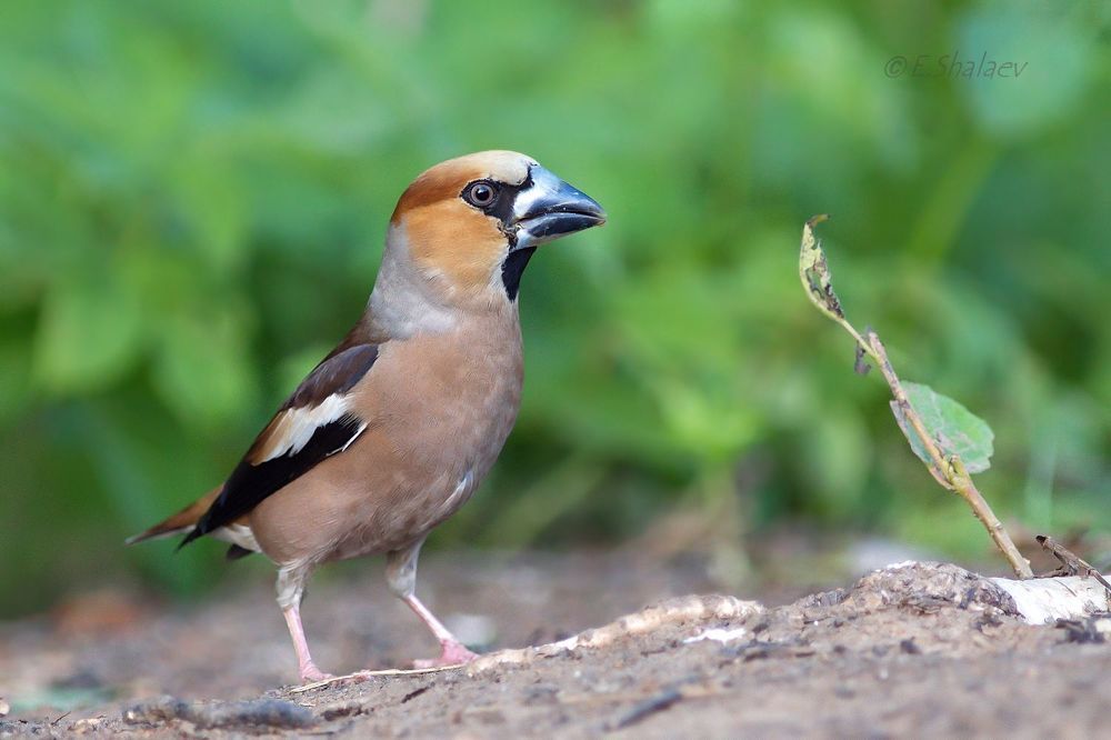 Hawfinch ,Обыкновенный дубонос - Coccothraustes coccothraustes