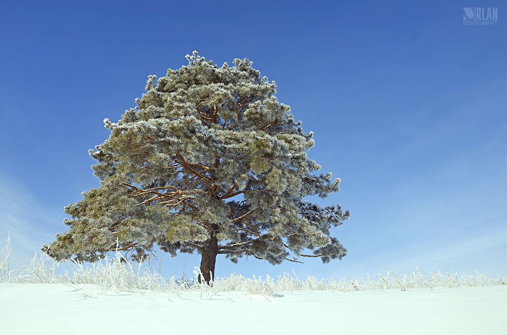 Mongolia, Selenge