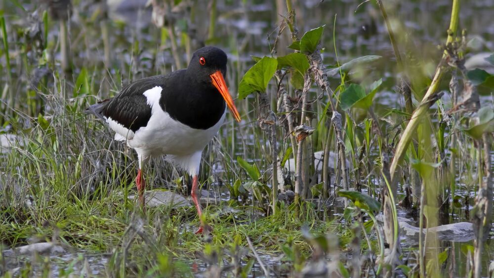 Кулик-сорока (Haematopus ostralegus).