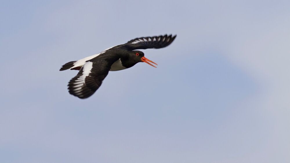 Кулик-сорока (Haematopus ostralegus).