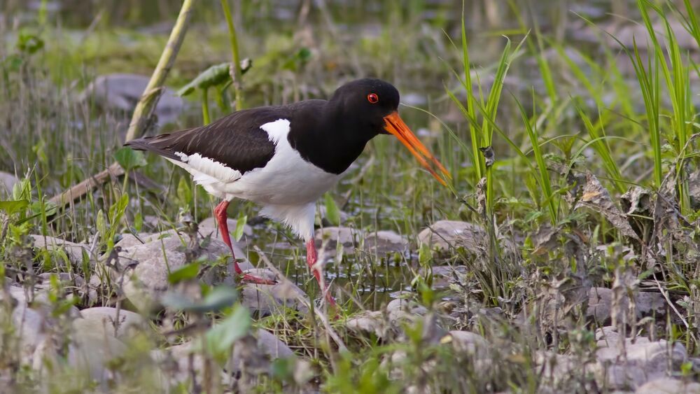 Кулик-сорока (Haematopus ostralegus).