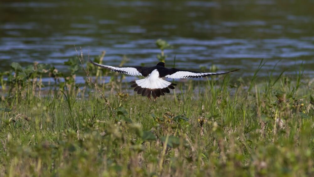 Кулик-сорока (Haematopus ostralegus).