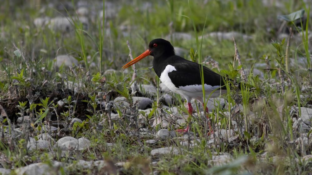 Кулик-сорока (Haematopus ostralegus).
