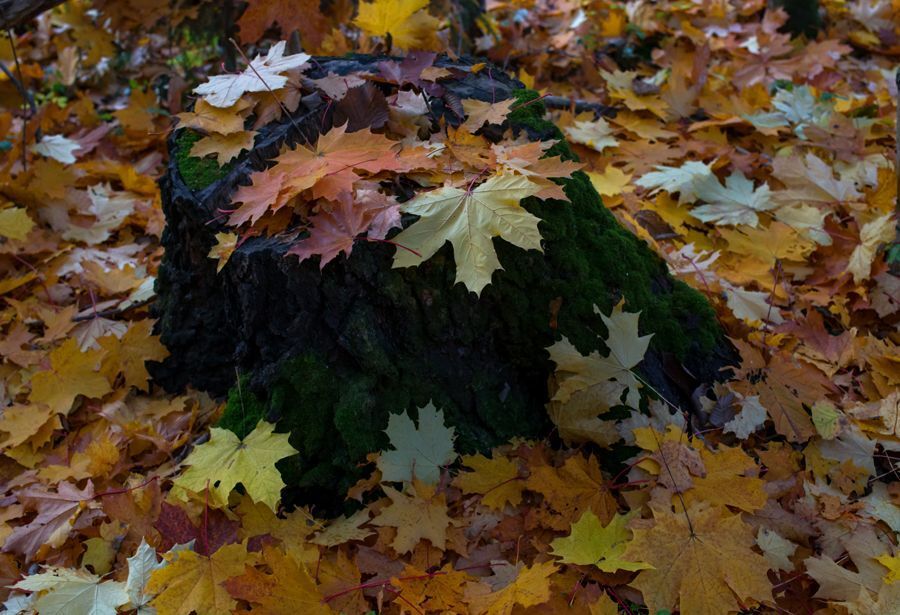 Photo 647987