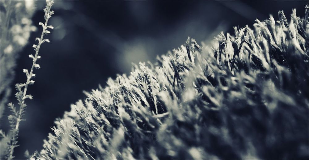 Murmurs lyric