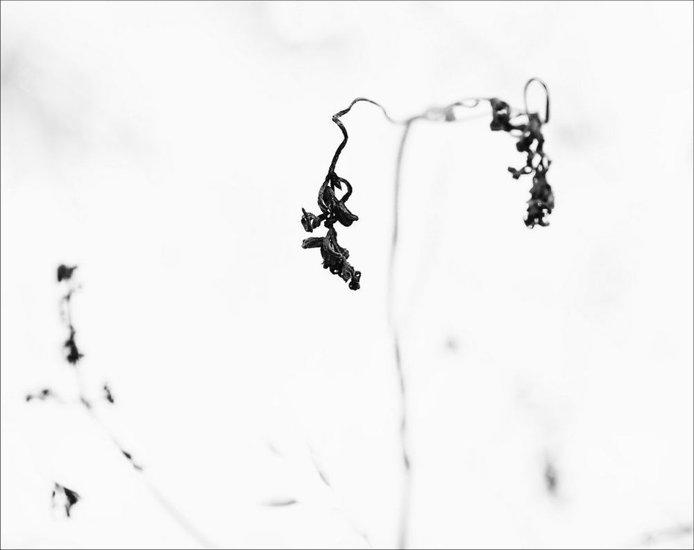Murmurs lyric