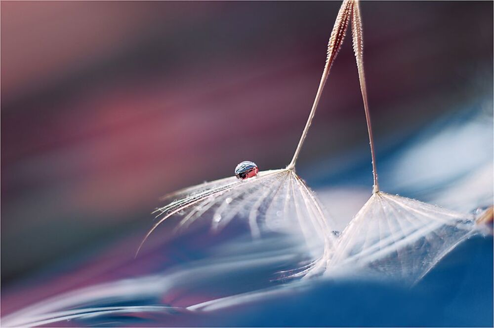 Prism of Life...