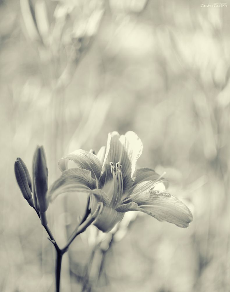 Photo 65955