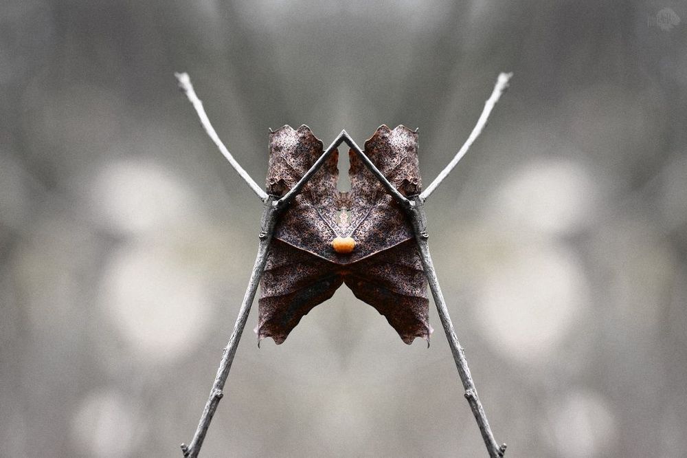 Murmurs Reflection