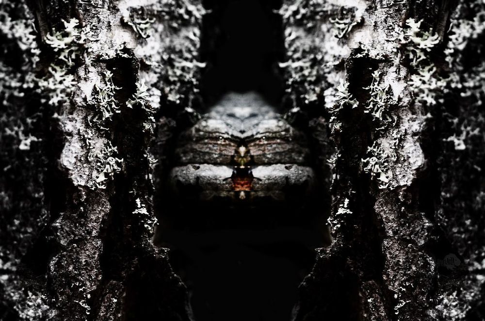 Murmurs Reflection