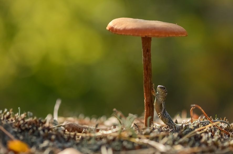 Ой не дойду я до дому...