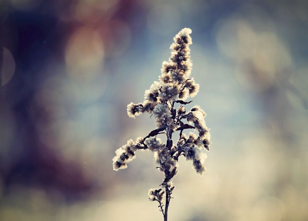 Ms. winter lll