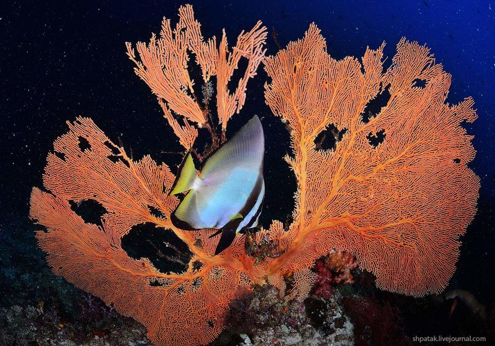 Raja Ampat.