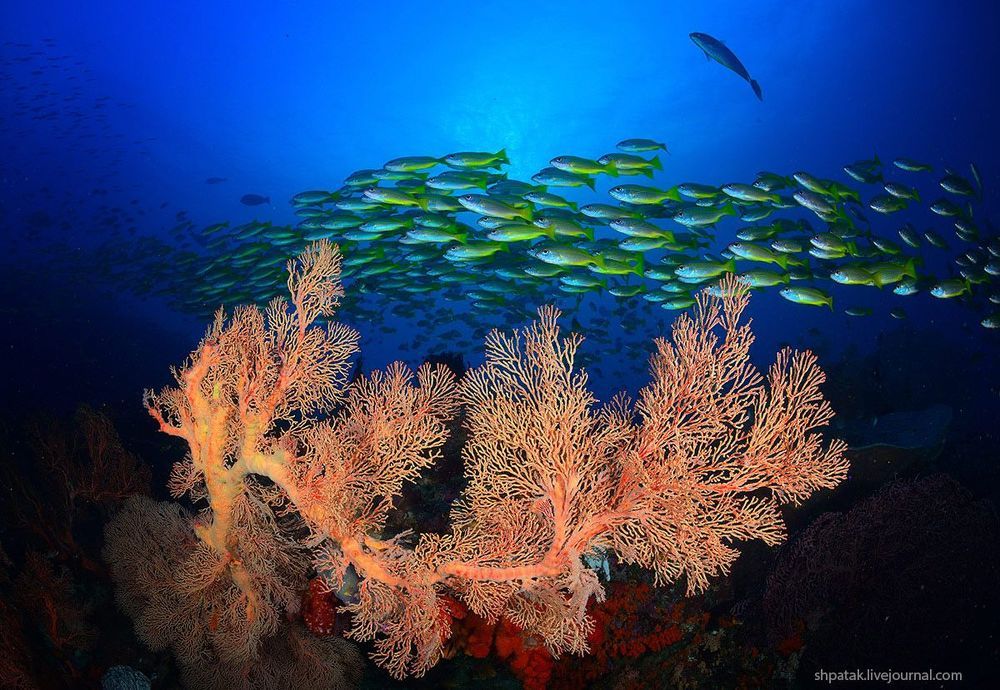 Raja Ampat.