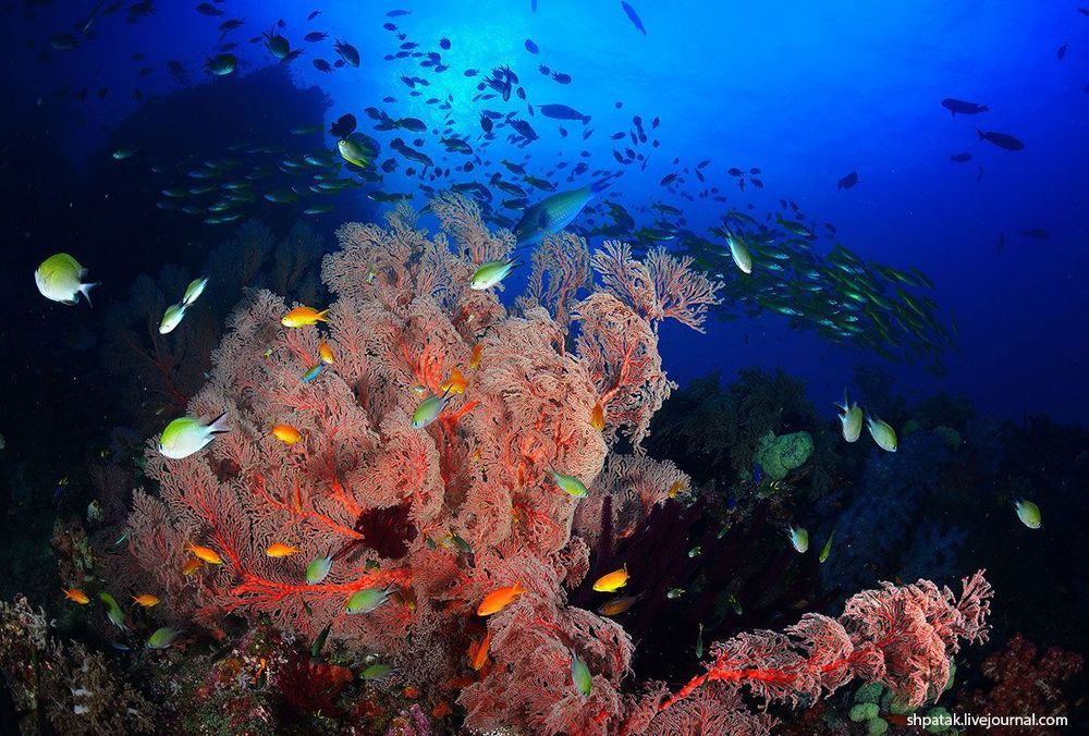 Raja Ampat.