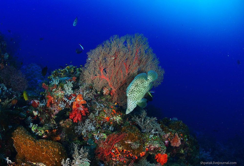 Raja Ampat.
