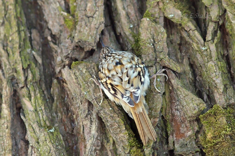 Eurasian treecreeper ,Обыкновенная пищуха - Certhia familiaris