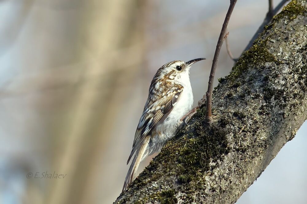 Eurasian treecreeper ,Обыкновенная пищуха - Certhia familiaris
