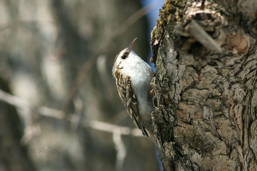 Eurasian treecreeper ,Обыкновенная пищуха - Certhia familiaris