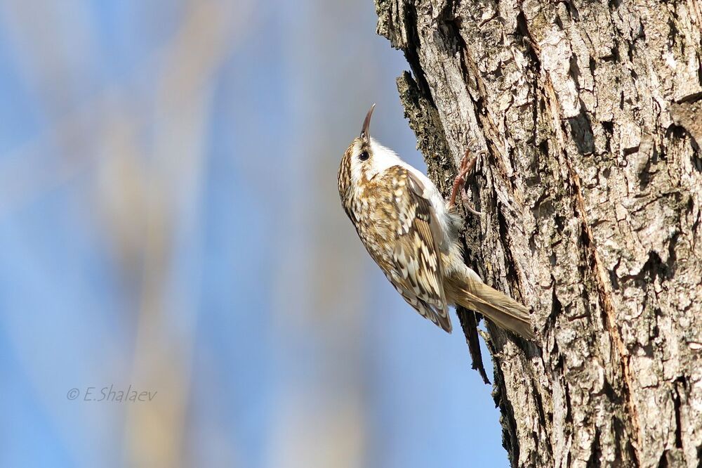 Eurasian treecreeper ,Обыкновенная пищуха - Certhia familiaris