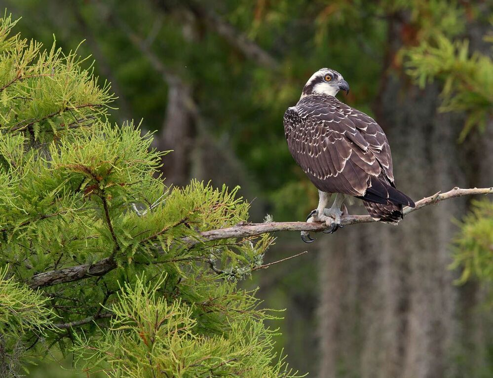 Скопа - Osprey