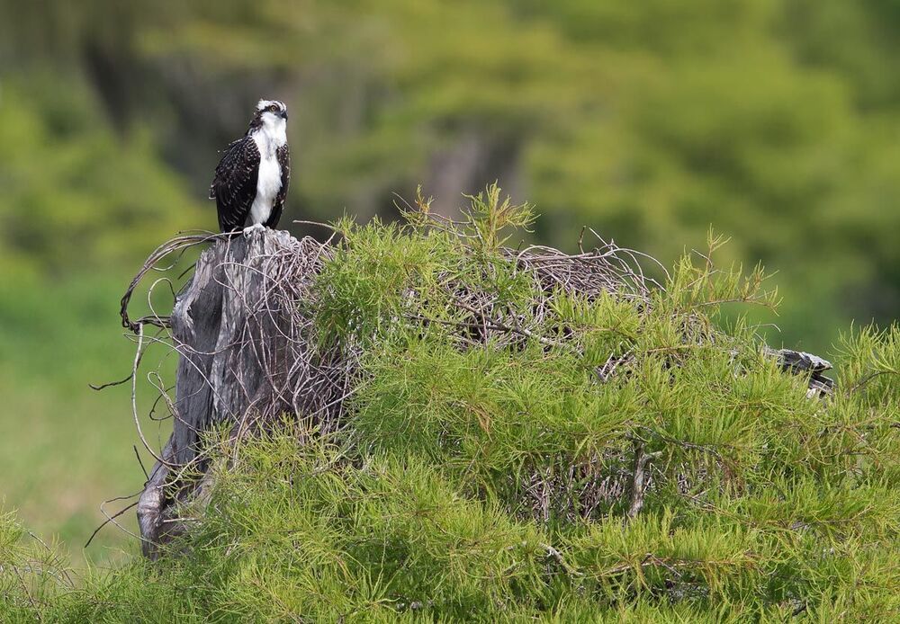 Скопа - Osprey
