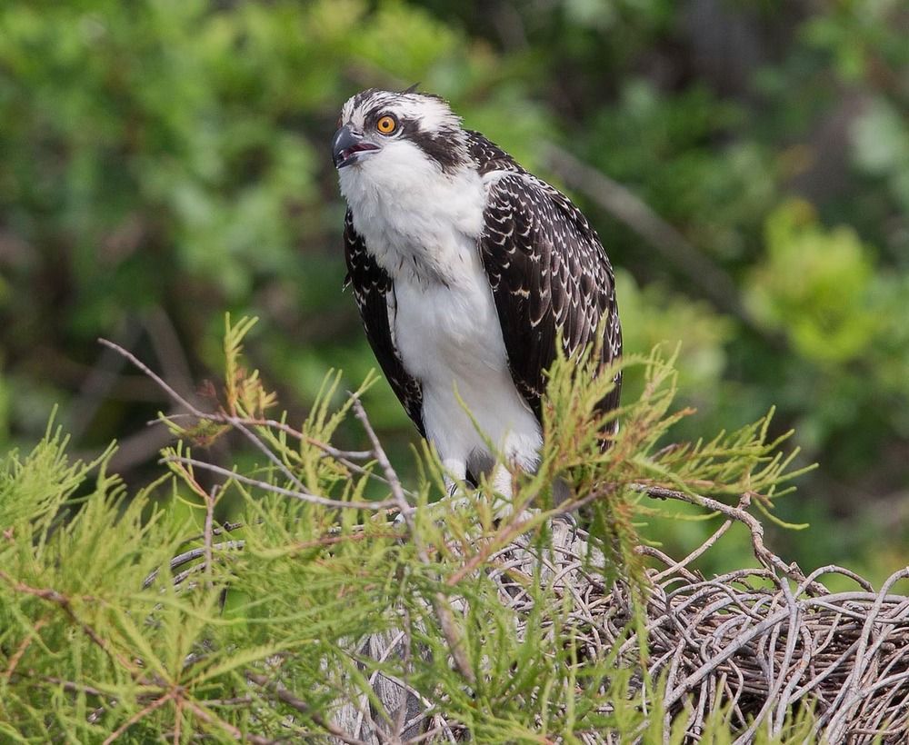 Скопа - Osprey
