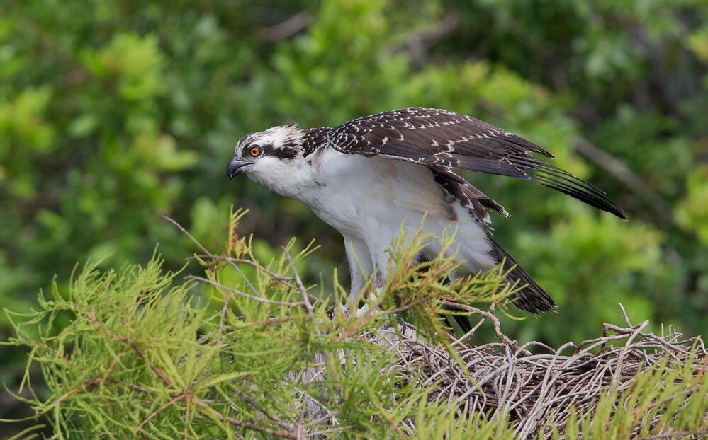 Скопа - Osprey