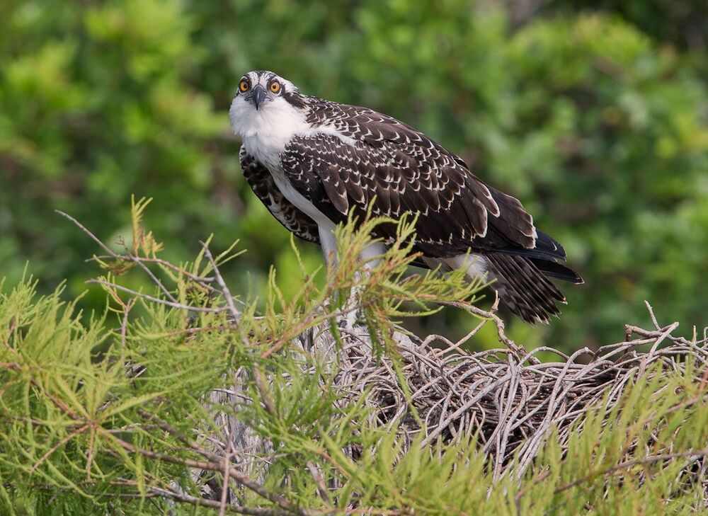 Скопа - Osprey