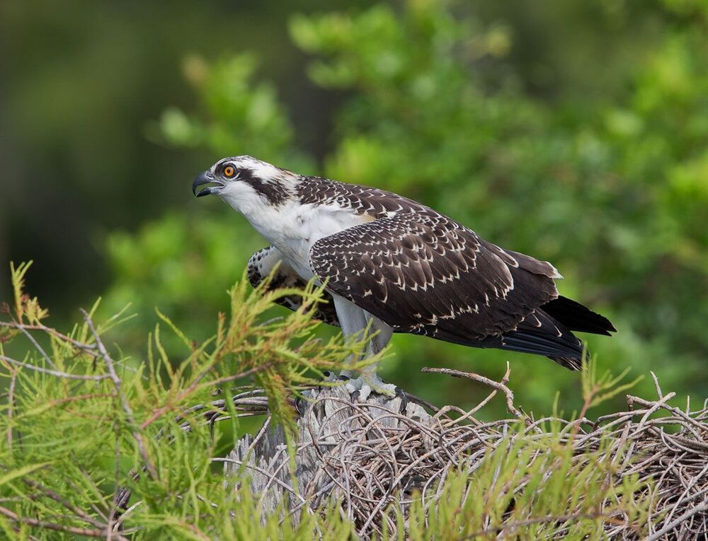 Скопа - Osprey