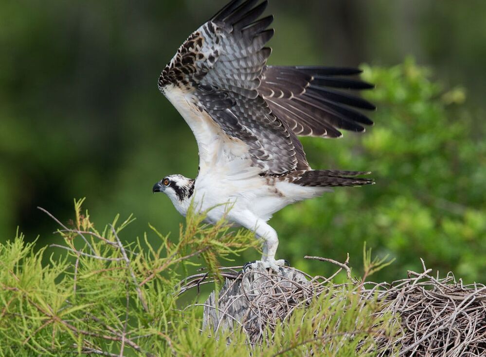 Скопа - Osprey