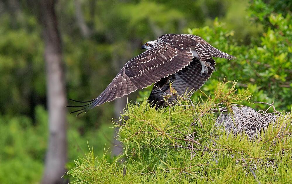 Скопа - Osprey