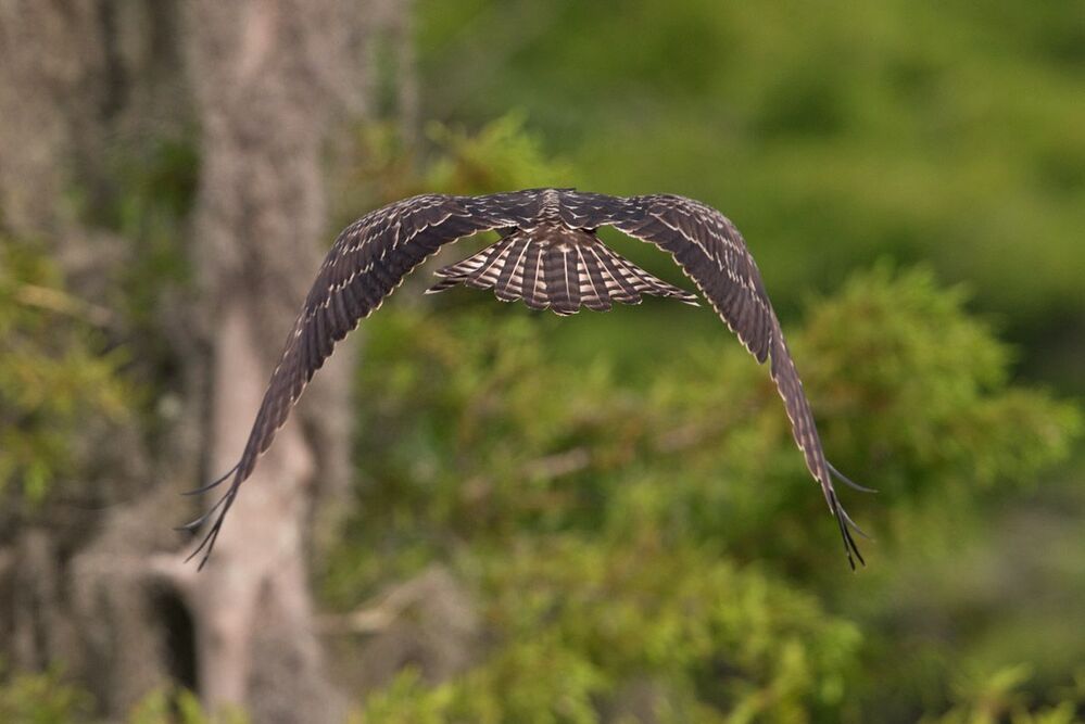 Скопа - Osprey