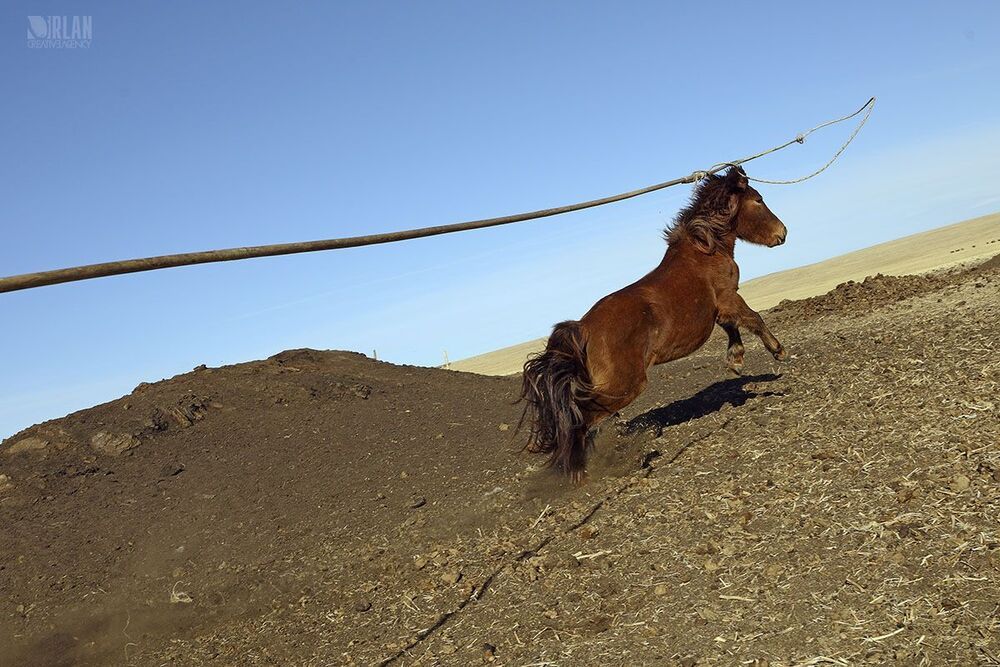 Mongolian horsemen