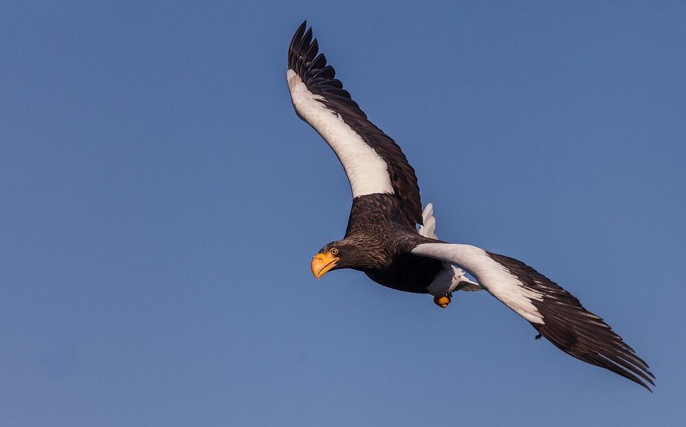 Еще немного о белоплечих