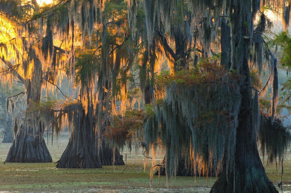 Caddo Lake
