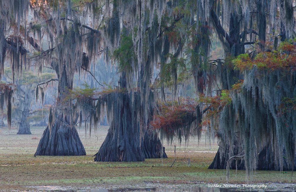 Caddo Lake