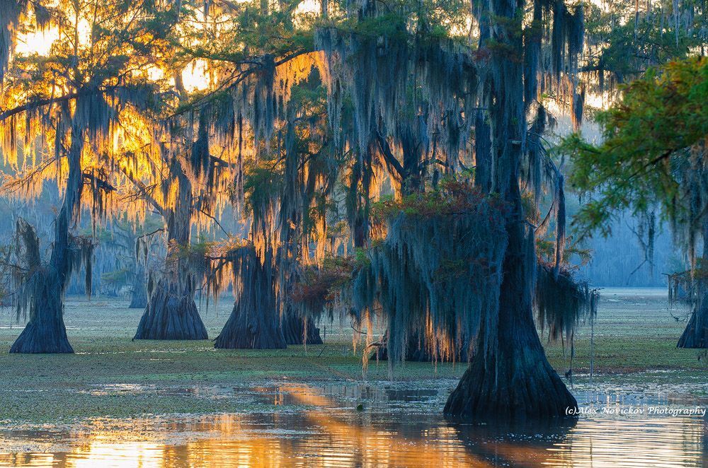 Caddo Lake